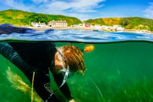 Divers and volunteers from Project Seagrass gather seeds around the shore of Porthdinllaen, Wales