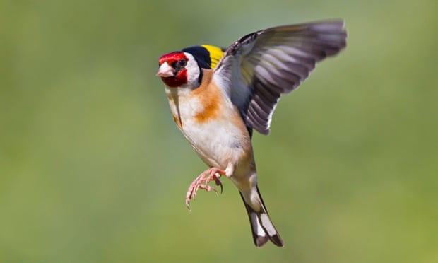 Goldfinch coming in to land