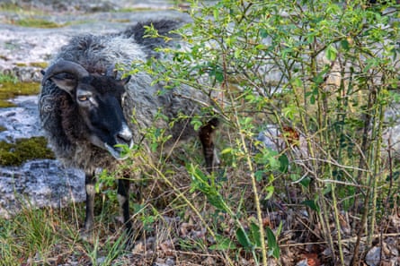 A dark grey sheep standing by a bush