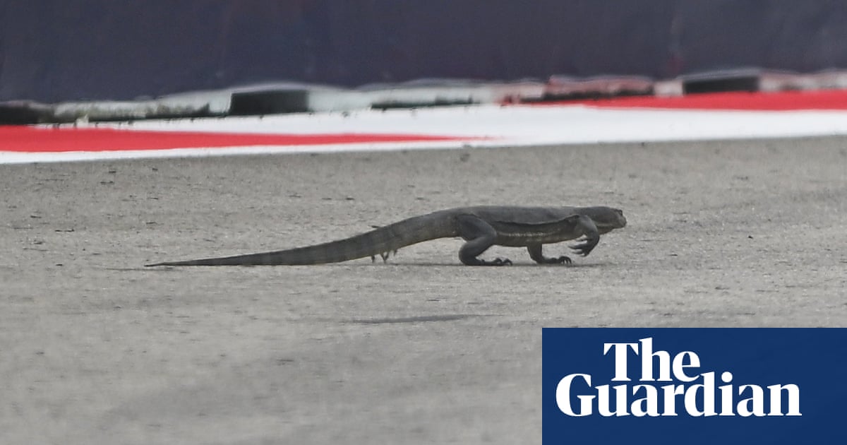 F1 Singapore GP practice halted after large lizard invades track F1 Singapore GP practice halted after large lizard invades track