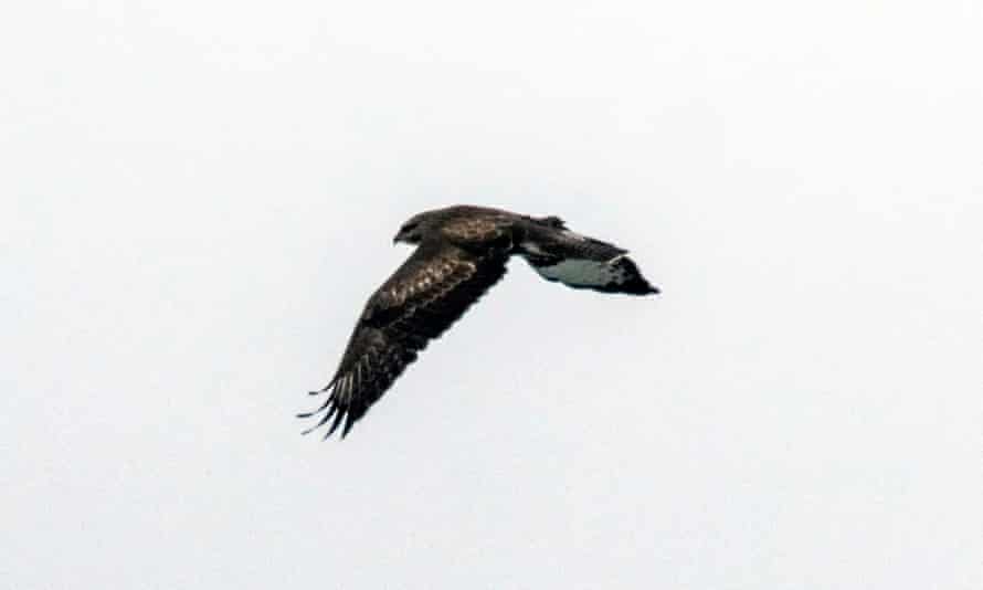 A honey buzzard scans the Middle Pripyat Reserve for prey. There are 21 species of raptor in Belarus including the eagle owl, the golden eagle and the peregrine falcon.
