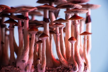 Hallucinogenic mushrooms.