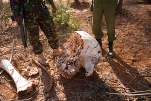 Elephant skull Kenya