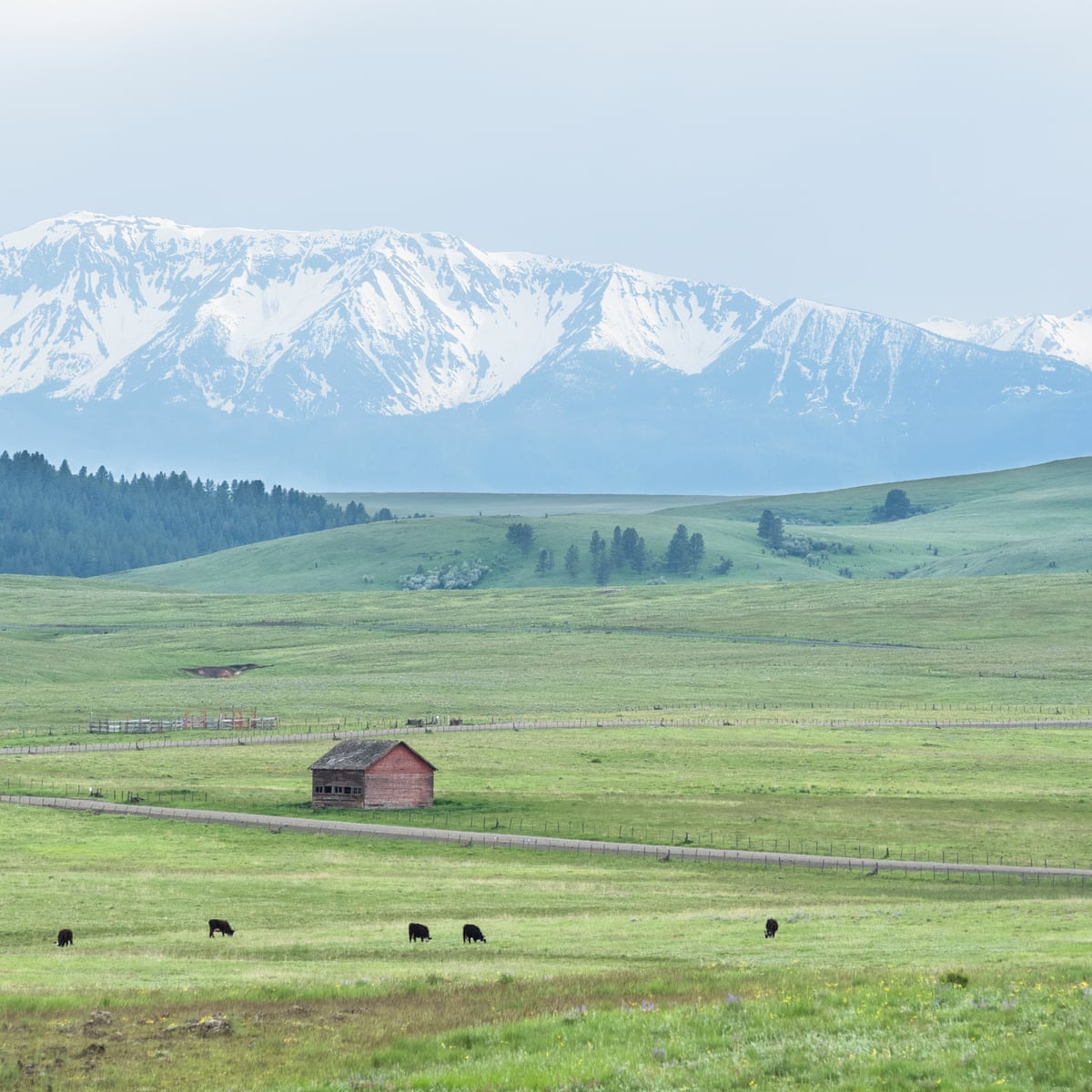 Is The Way Cattle Are Grazed The Key To Saving America S Prairies Environment The Guardian Is The Way Cattle Are Grazed The Key To Saving America S Prairies Environment The Guardian