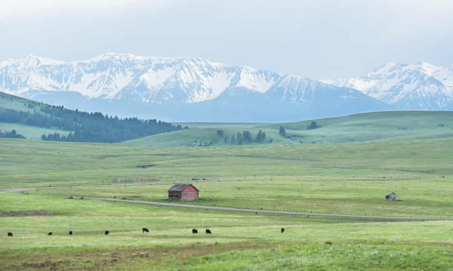 Is The Way Cattle Are Grazed The Key To Saving America S Prairies Environment The Guardian Is The Way Cattle Are Grazed The Key To Saving America S Prairies Environment The Guardian