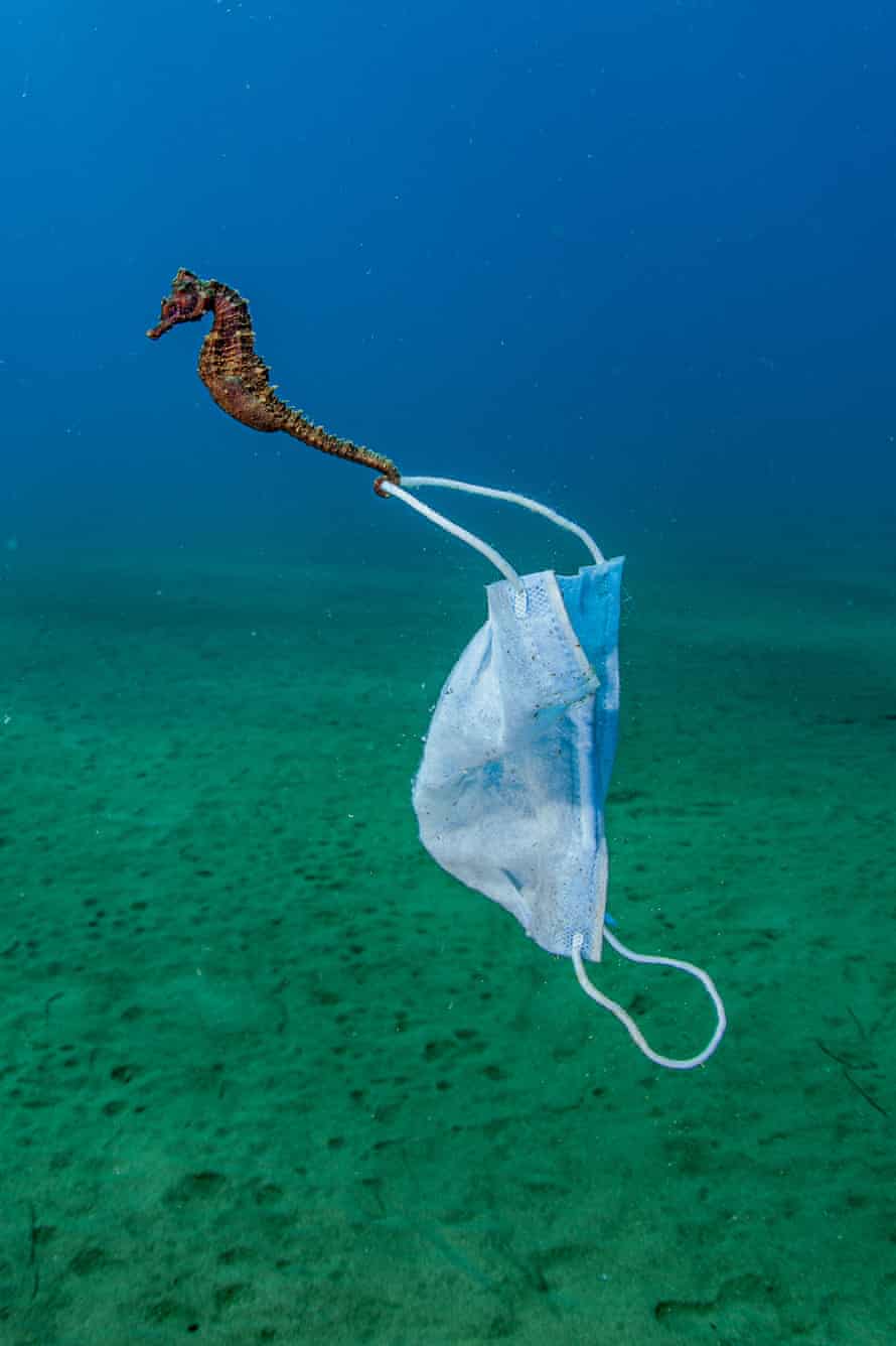 A seahorse that has anchored itself to a face mask, Halkidiki peninsula, Greece.