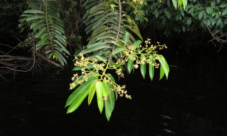 Virola surinamensis, a valuable timber tree in Caxiuanã National Fores, Brazil