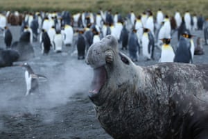 Even your best friends won’t tell you - penguins steer clear of a breathy elephant seal