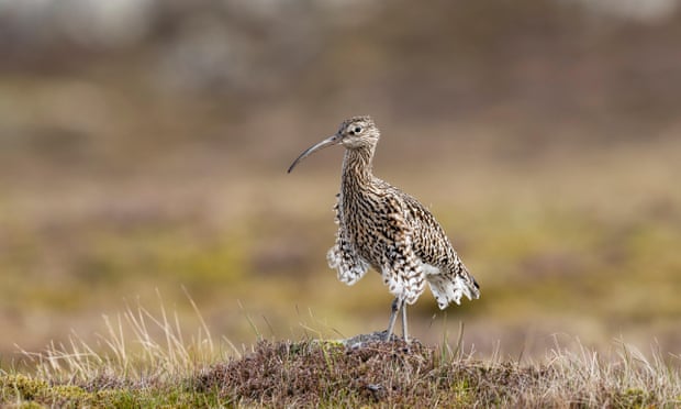 A curlew standing in grassland.
