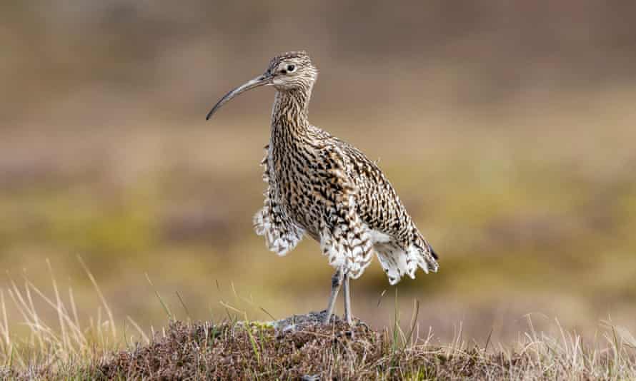 Curlew (Numenius arquata) population in the UK has declined 64% from 1970 to 2014, largely due to habitat loss.