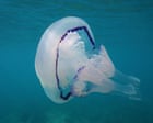 Unusually high number of jellyfish arrive in UK seas