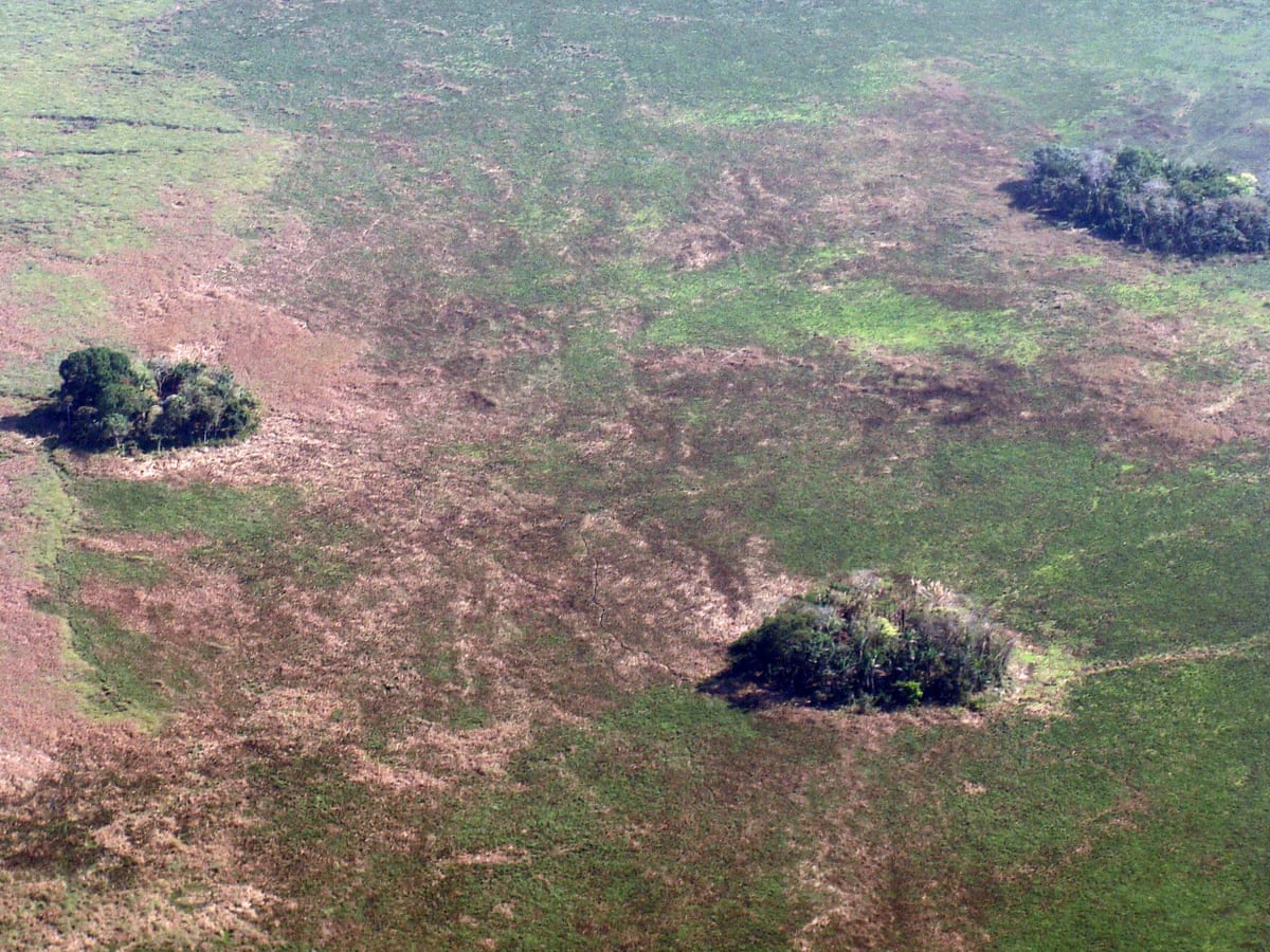 Humans Living In Amazon 10 000 Years Ago Cultivated Plants Study Finds Bolivia The Guardian Humans Living In Amazon 10 000 Years Ago Cultivated Plants Study Finds Bolivia The Guardian