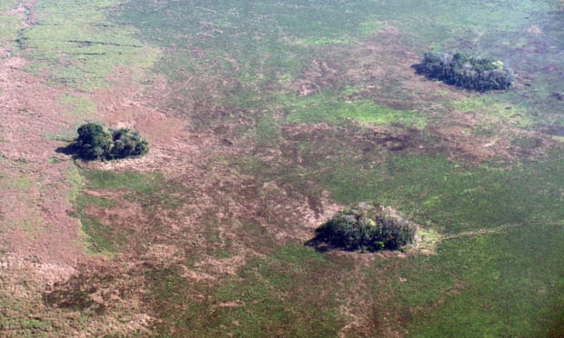 Forest islands seen from above in Bolivia’s Llanos de Moxos.