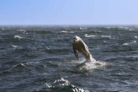 A large seal leaping out of the water