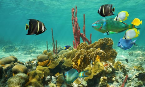  Tropical fish swim among the coral in the Caribbean sea, Yucatán, Mexico.