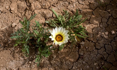 A gazania grows from the dusty soil.