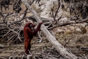 A Borneo orangutan stands on a riverbank