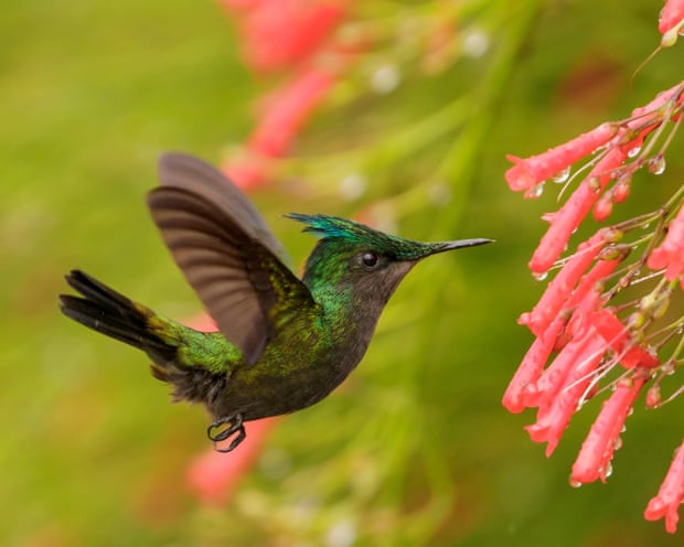 Antillean crested hummingbird