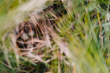 A saltmarsh sparrow nest full of eggs nestled into the marsh