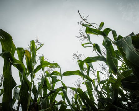Corn pictured on a farm in Cabañas.