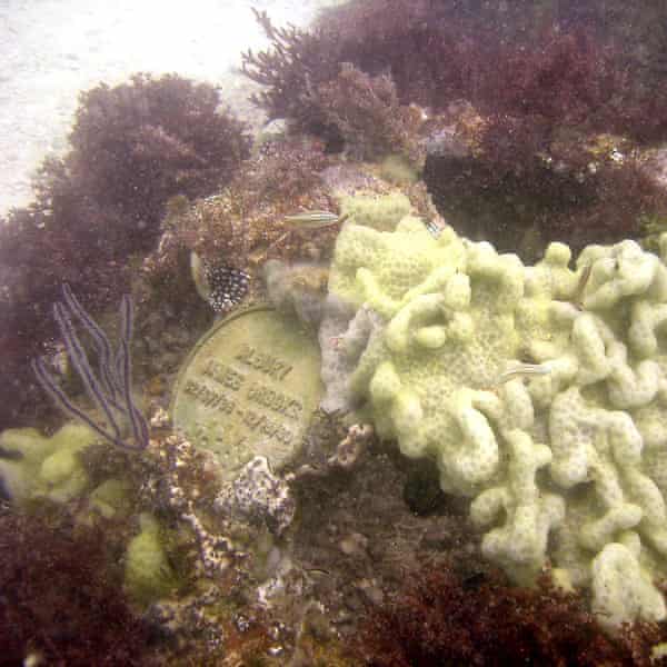 Mixing human ashes into artificial reefs could protect them, as well as highlight the damage done to the oceans, says a marine biologist.