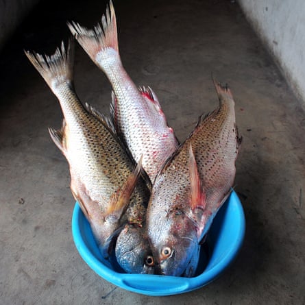 A blue bucket containing three fish. Fish from Lake St Lucia feeds Nibela communities and is also sold in markets around northern KwaZulu-Natal to generate income for families.