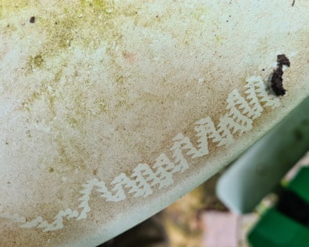 Trail of tooth-like marks on white table