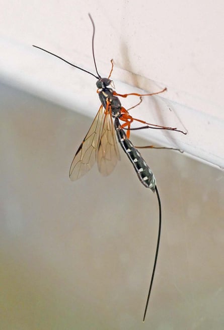 Turn Tail Insect Wasp Like Insect With Long Tail