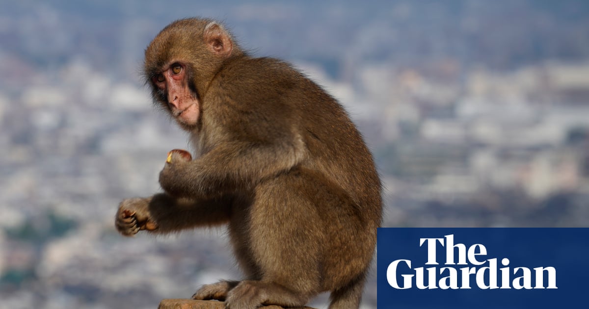 Monkey attacks injure 42 people in Japanese city