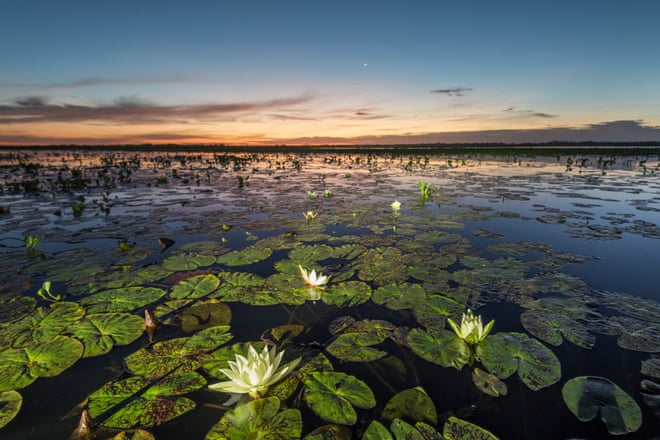 ‘Losing Noah’s Ark’: Brazil’s plan to turn the Pantanal into waterway threatens world’s biggest wetland Sunset in the Pantanal.Photograph: Andre Dib/WWF