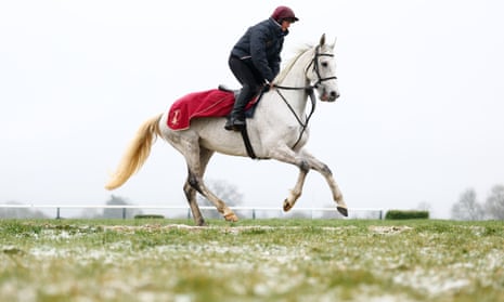 A grey horse from the Mouse Morris stables on the gallops before day two of the Cheltenham festival.