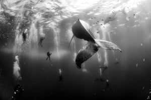 Nature, second prize, singles - Anuar Patjane Floriuk Whale whisperers: divers observe and surround a humpback whale and her newborn calf while they swim around Roca Partida in the Revillagigedo Islands, Mexico