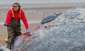 Stranded sperm whale