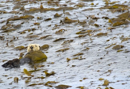 An otter eating kelp