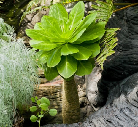 Brighamia insignis is native to Hawaii. 