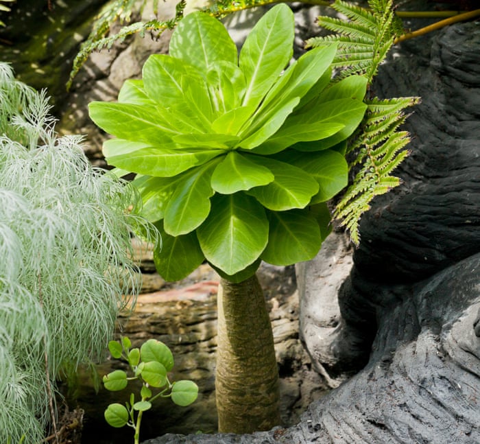 Exinct Tree Why Are Plants Going Extinct at Piper Flierl blog