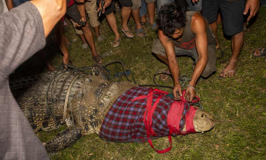 A man removes binding from the crocodile’s jaws after freeing the animal from the tyre.