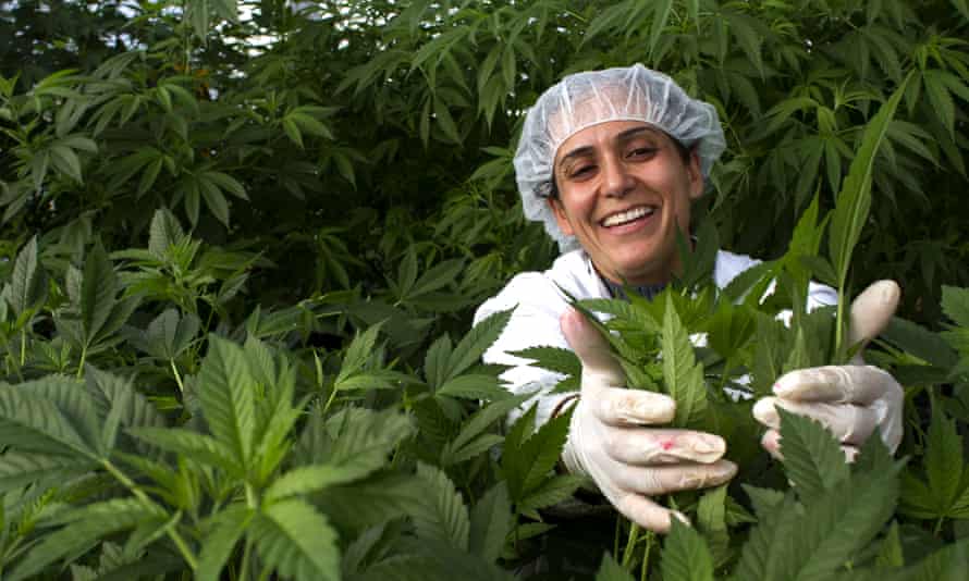 Hetem, a worker on Tikun Olam’s medical marijuana farm
