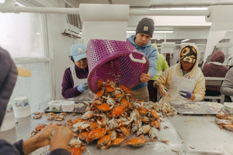Employees at G.W. Hall Seafood in Hoopers. There, the men catch, steam, and package crabs, while the women use tiny knives to pick the meat out of them.