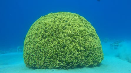 A large bright green lettuce coral