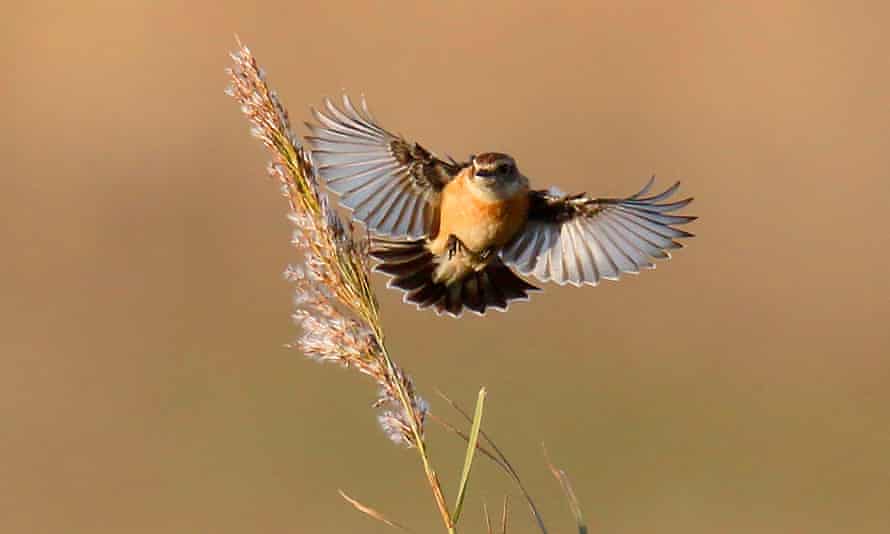 Bird watching, Norfolk