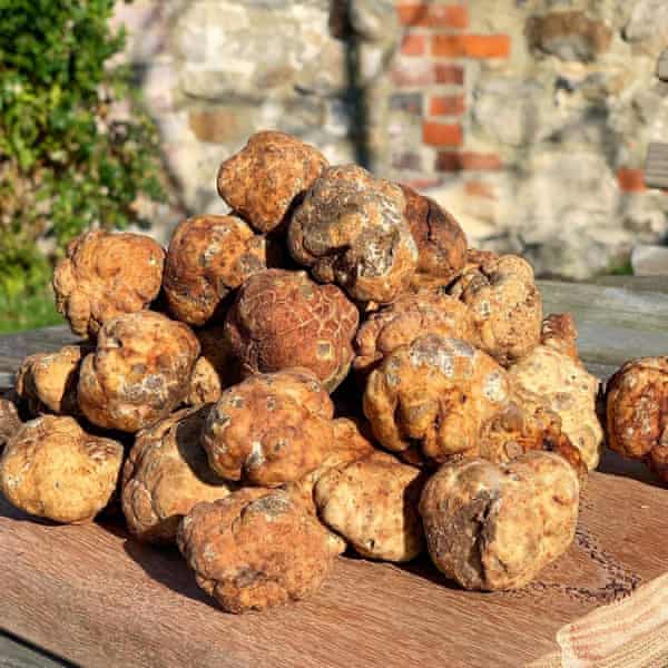 Spring white truffles, often called the “bianchetto”, from Emilia Romagna and Tuscany.