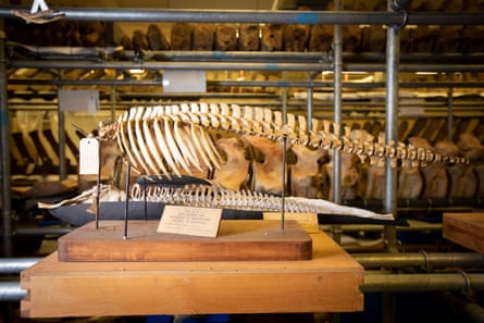 Dolphin skeletons
