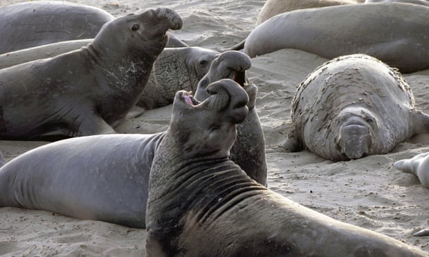 Elephant seals on a beach in San Simeon, California. Photograph: Nick Ut/AP