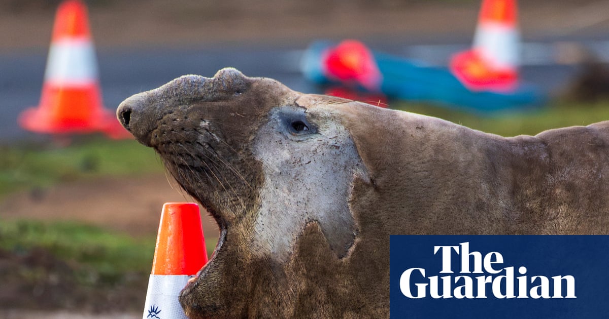Neil the one-tonne elephant seal causing traffic jams in rural Tasmania has returned to sea – for now