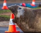 Neil the one-tonne elephant seal causing traffic jams in rural Tasmania has returned to sea – for now