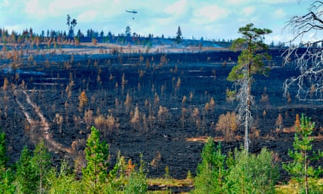 Burnt forest: two hot, dry months in Sweden have turned the region into a tinderbox.