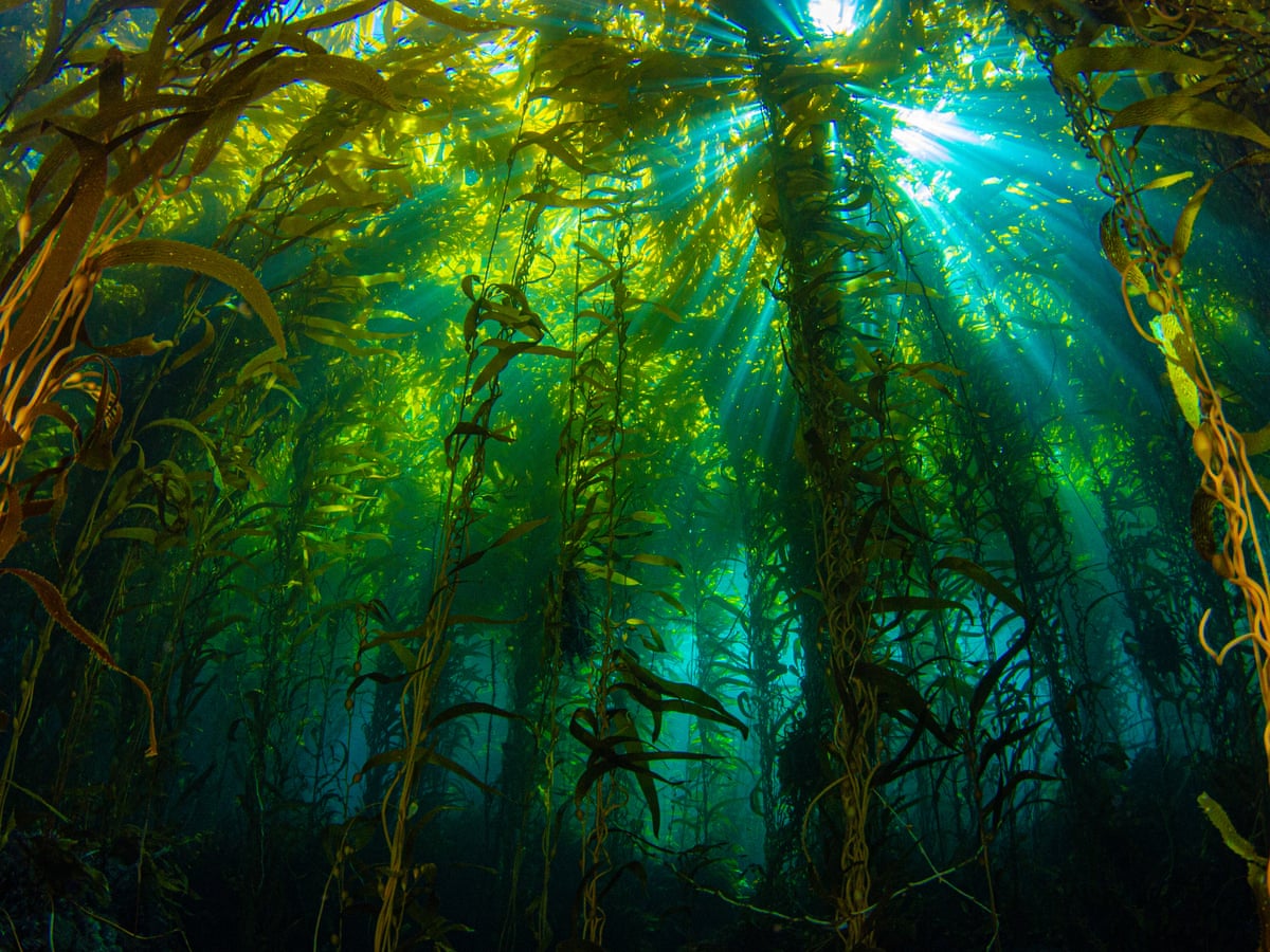 The hidden underwater forests that could help tackle the climate ...