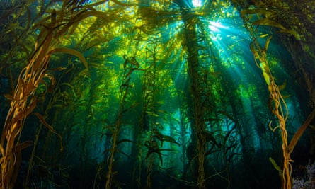 Sunlight streaming through a kelp forest off California’s Anacapa Island.