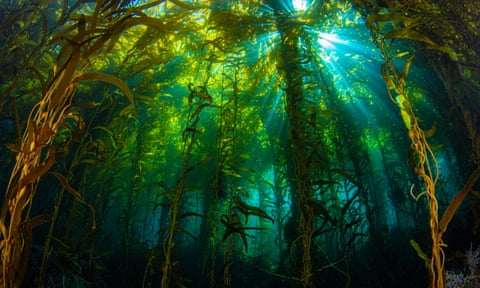 Rays of sunlight penetrate a dense underwater forest of kelp